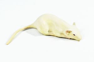 子/土屋仁応のサムネール