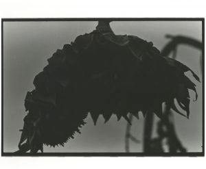 <br />
<b>Warning</b>:  Undefined variable $alt_text in <b>/home/natsume/tokyo-culture-auction.com/public_html/catalog/list_inc.php</b> on line <b>184</b><br />
