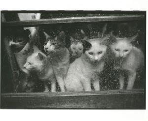 <br />
<b>Warning</b>:  Undefined variable $alt_text in <b>/home/natsume/tokyo-culture-auction.com/public_html/catalog/list_inc.php</b> on line <b>184</b><br />
