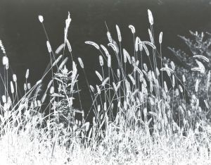 えのころ草
